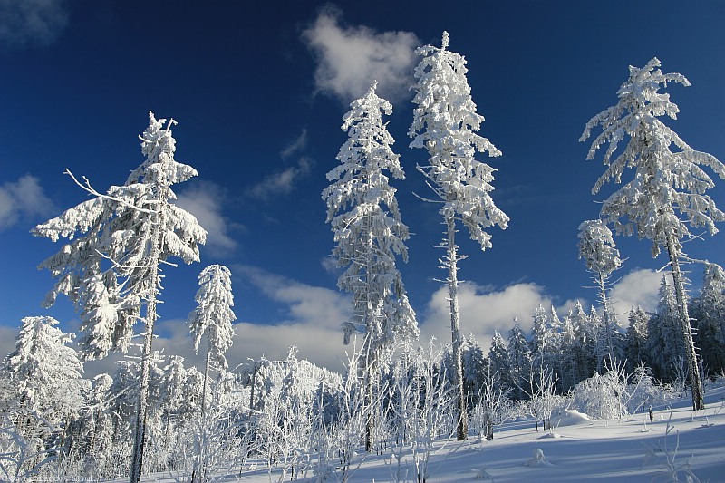 Tiefverschneite Landschaft Osserwiese