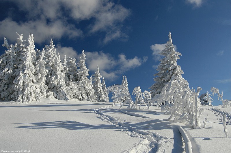 Verschneite Wälder Osserwiese