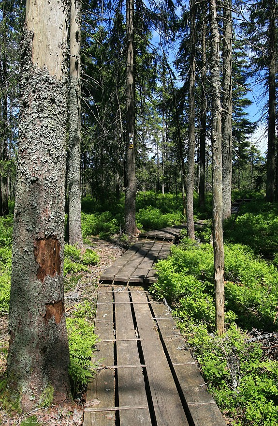 Bohlenweg im Latschenfilz