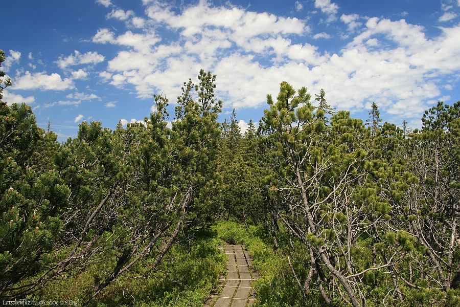 Latschen im Latschenfilz