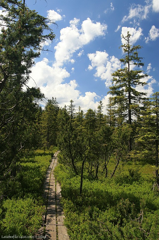 Bohlenweg Latschenfilz