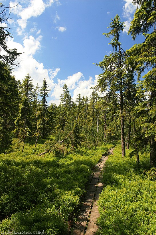 Latschenfilz Heidelbeere