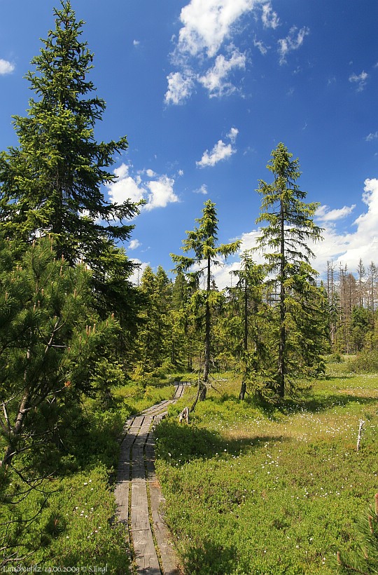 Latschenfilz Wollgras