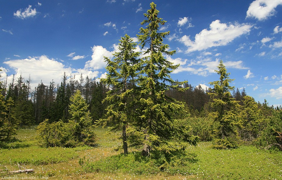 Latschenfilz Fichten