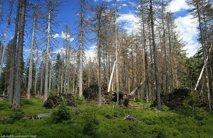 Latschenfilz Borkenkäfer