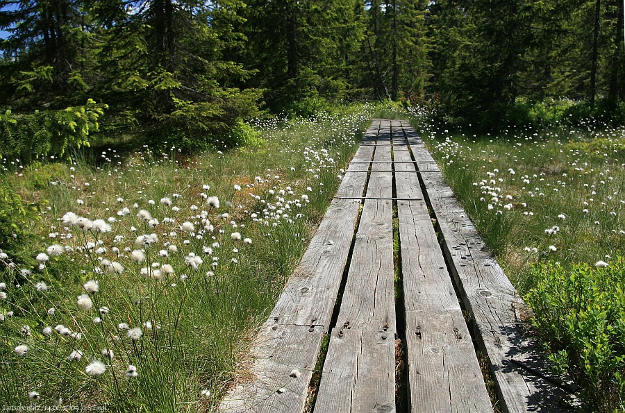 Latschenfilz Wollgras