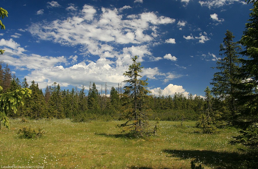 Latschenfilz Fichten