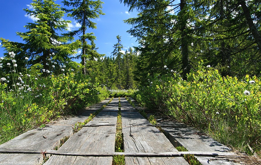 Latschenfilz Wollgras