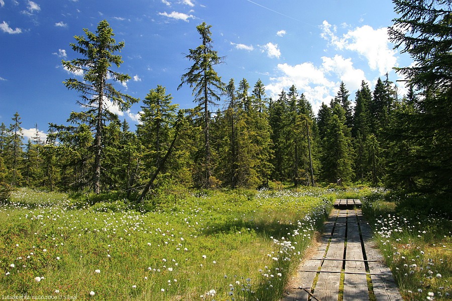 Latschenfilz Bohlenweg