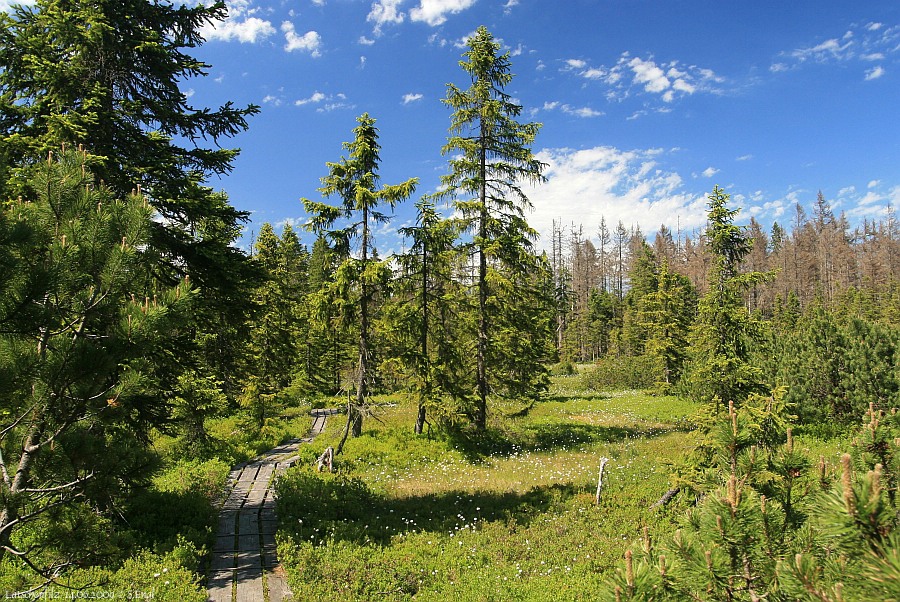 Latschenfilz Latschenwälder