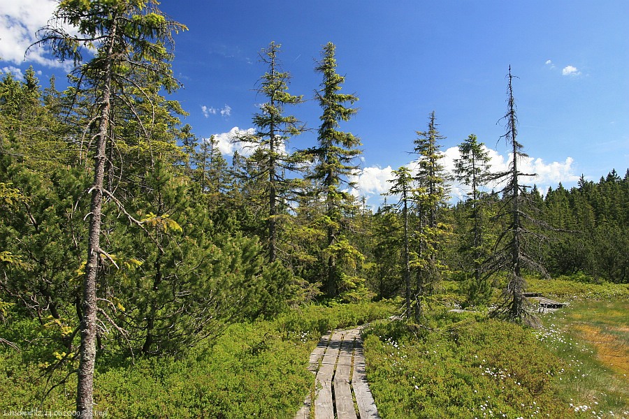 Latschenfilz Moortümpel