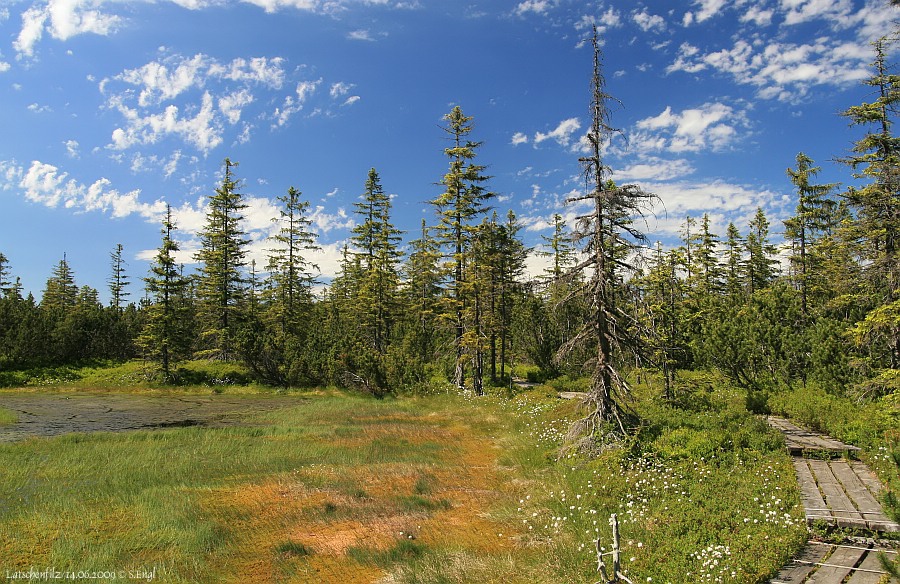 Latschenfilz Schlutergasse