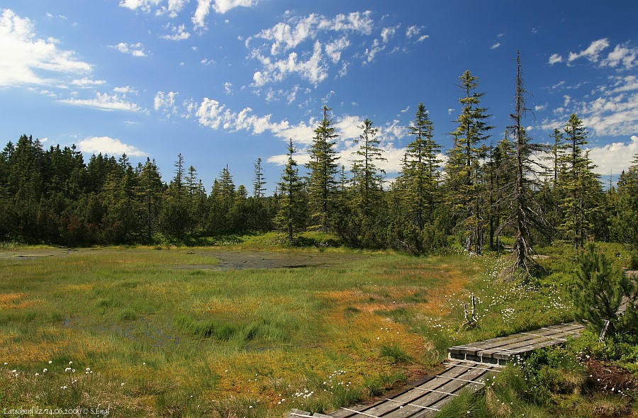 Latschenfilz Moortümpel