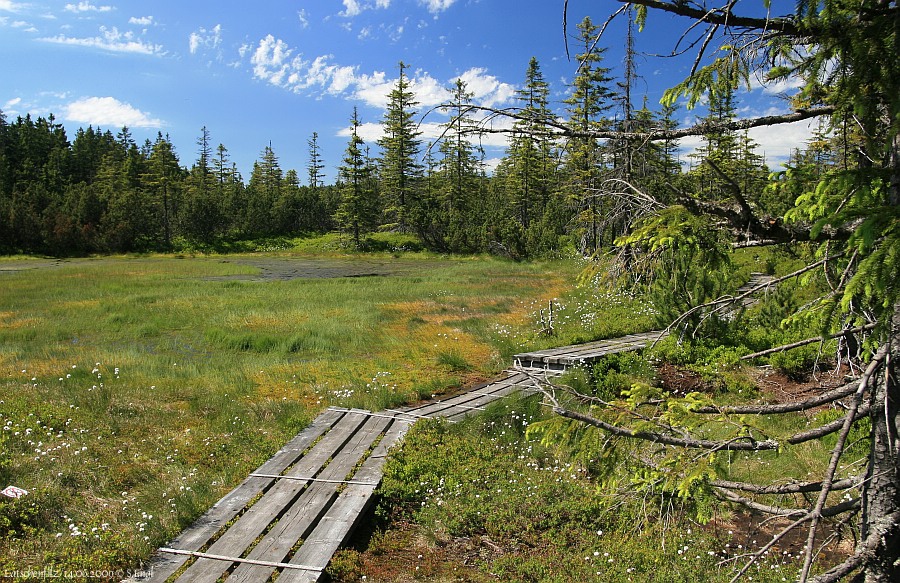 Latschenfilz Moortümpel