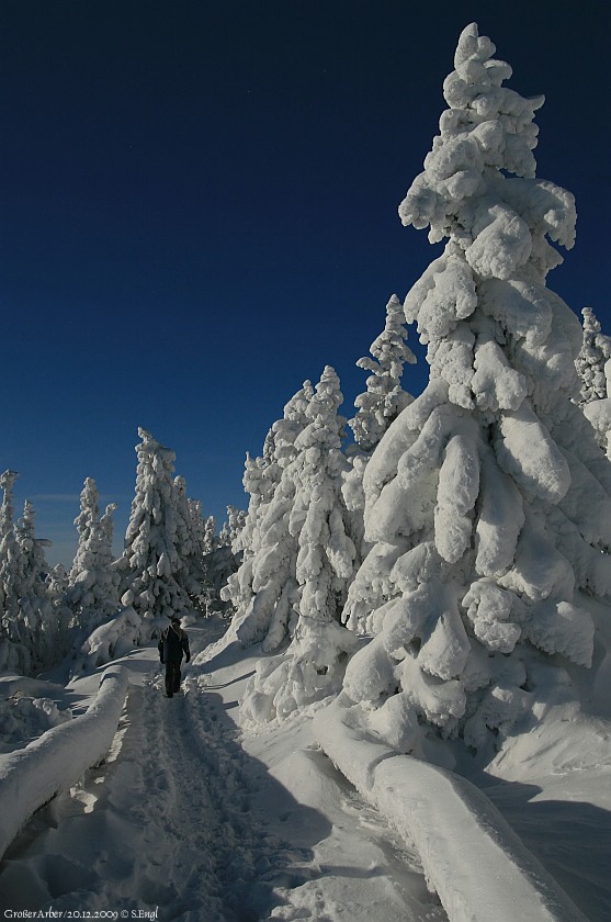 Arbergipfel Bergfichten