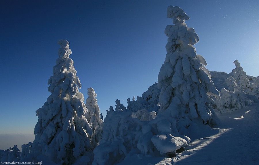 Bergfichten Arbergipfel