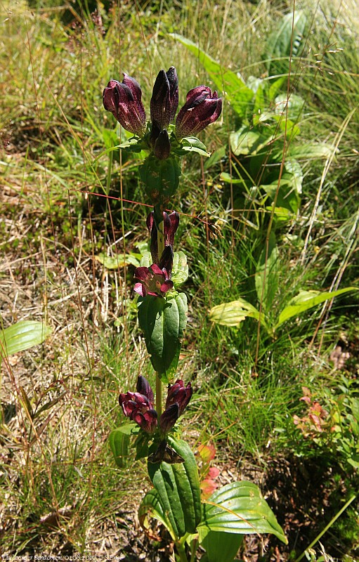 Panonnischer Enzian Lindberger Schachten