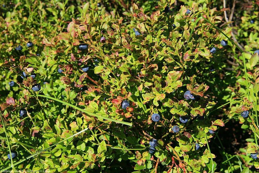 Heidelbeere Lindberger Schachten