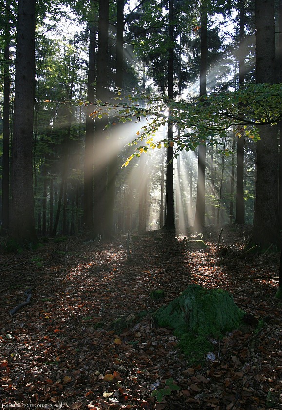 Sonnenstrahlen Nebel