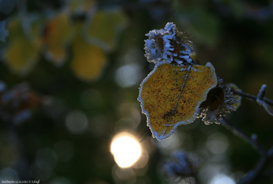 Sonnenaufgang Raureif