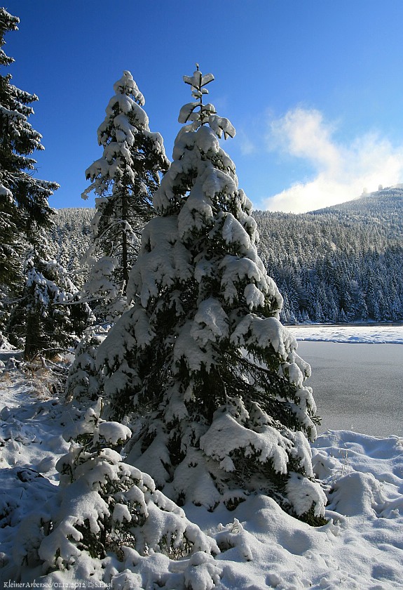 Kleiner Arbersee Fichten