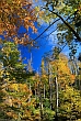 Herbstwald Kleinen Ohe