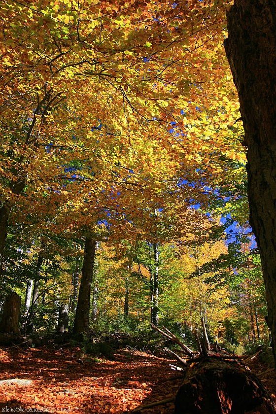 Herbststimmung Kleine Ohe
