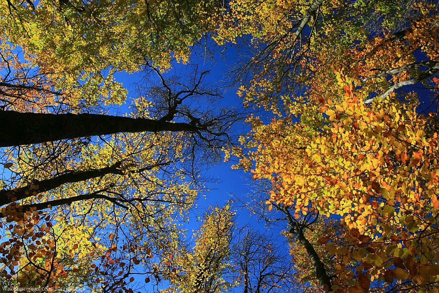 Waldhäuserriegel Buchen