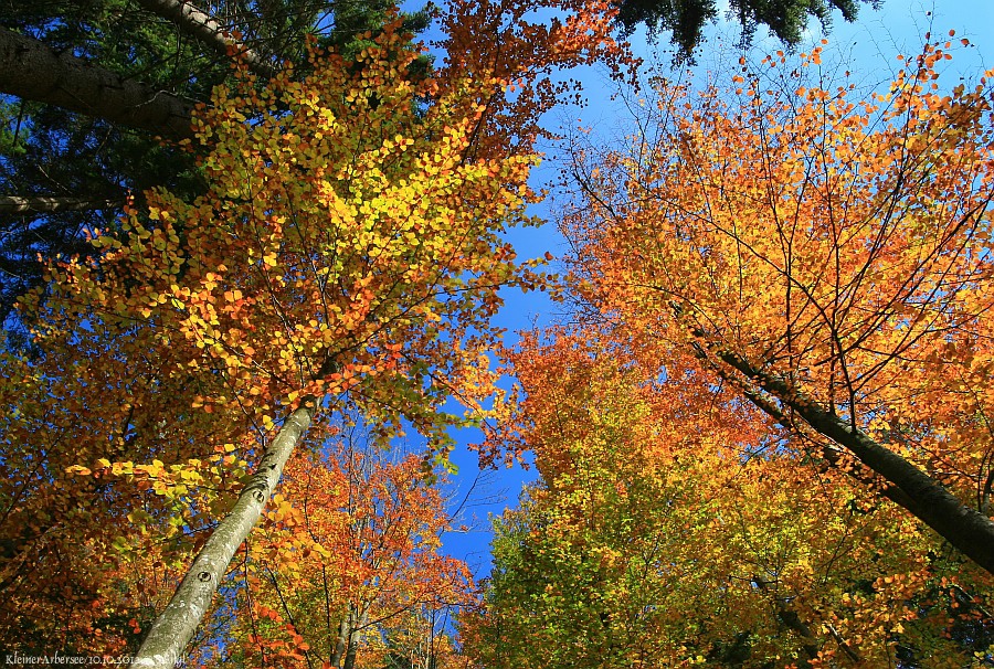 Kleiner Arbersee Buchen