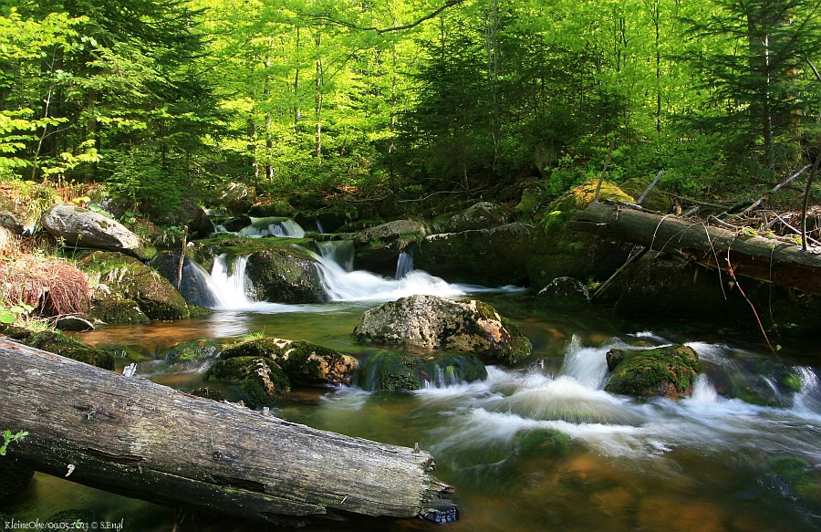 Kleine Ohe Frühling