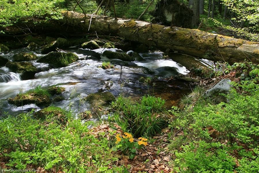 Kleine Ohe Baumstamm