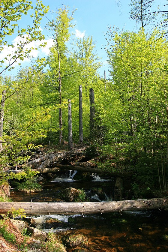 Bach Nationalpark Bayerischer Wald