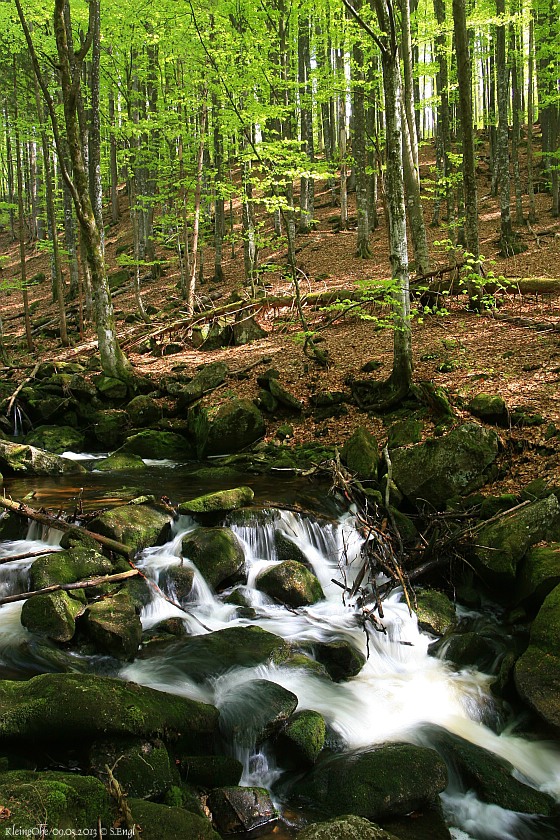 Kleine Ohe Waldhäuser