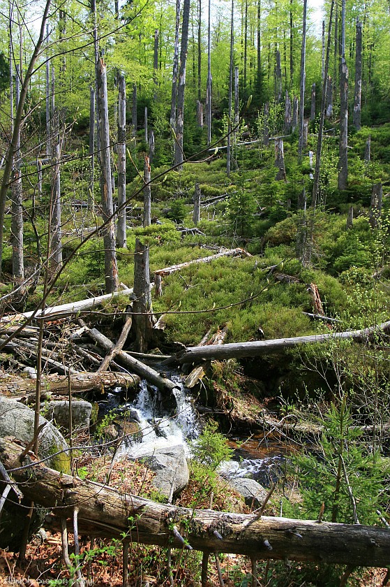 Nationalpark Bayerischer Wald