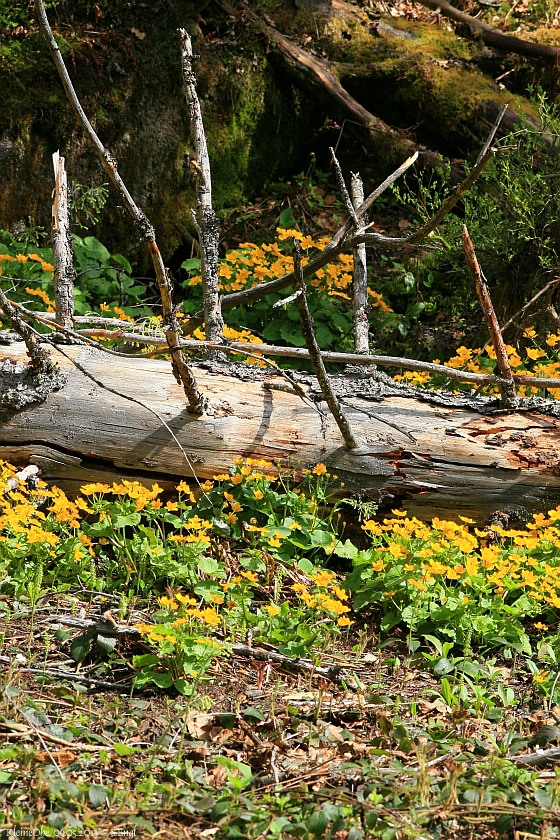 Nationalpark Sumpfdotterblumen