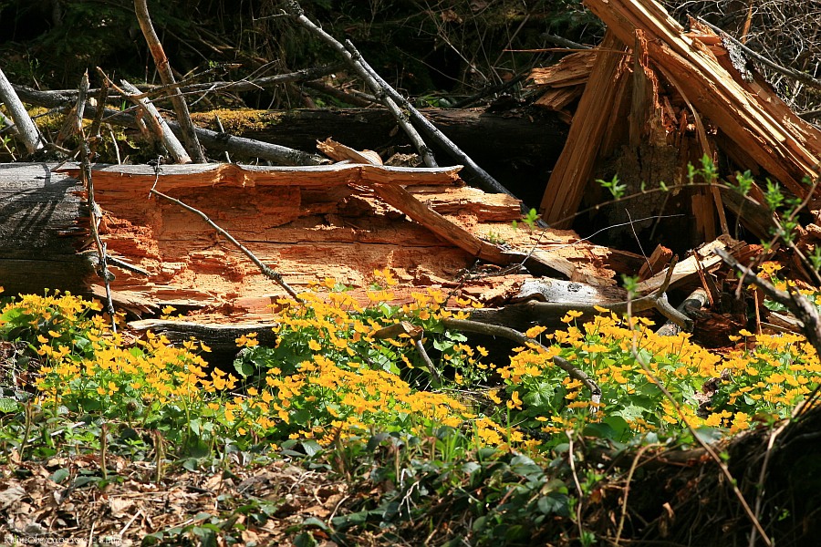 Nationalpark Dotterblumen