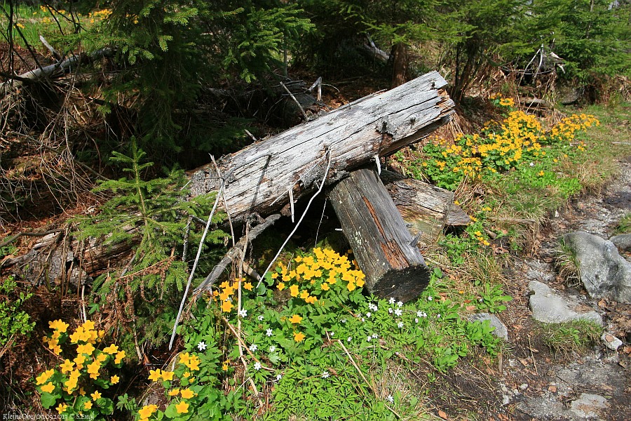 Sumpfdotterblume Wegrand