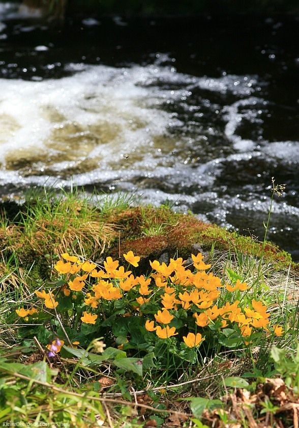 Kleine Ohe Sumpfdotterblumen