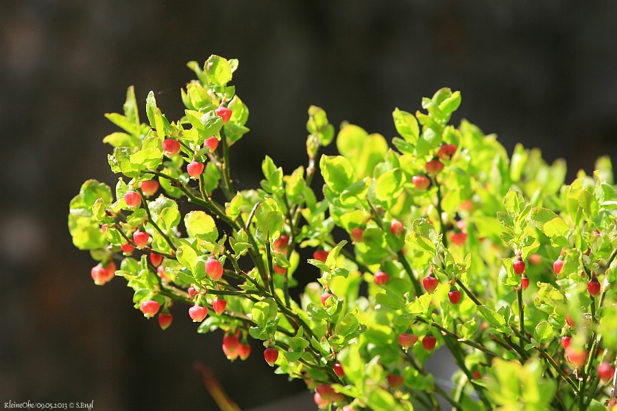 Junge Heidelbeere