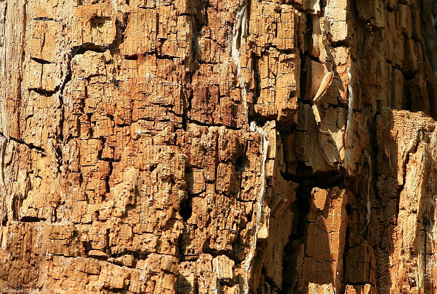 Vermoderter Baum Bayerischer Wald