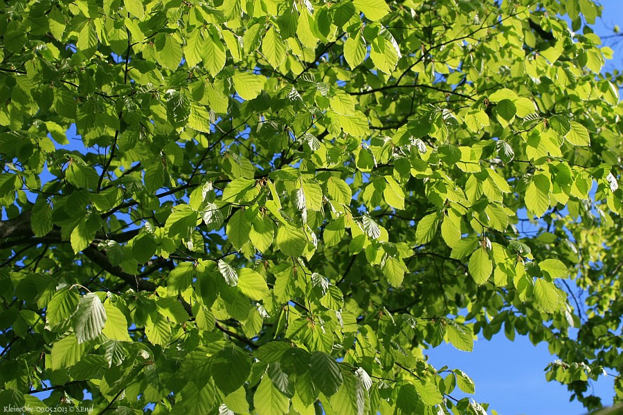 Buchenblätter Frühling