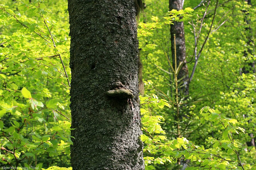 Baumpilz Buchenblätter