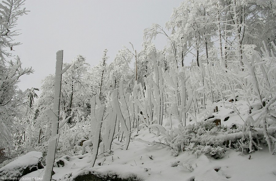Rauhreif Hoher Bogen