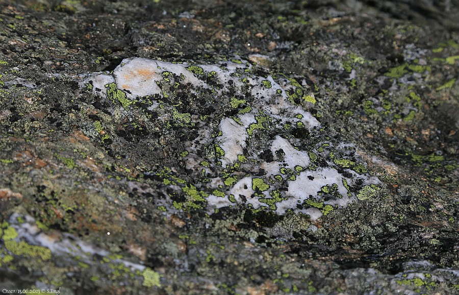 Quarz Glimmerschiefer