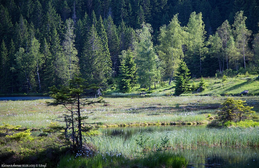Kleiner Arbersee Insel