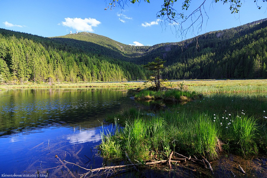 Kleiner Arbersee Wollgras