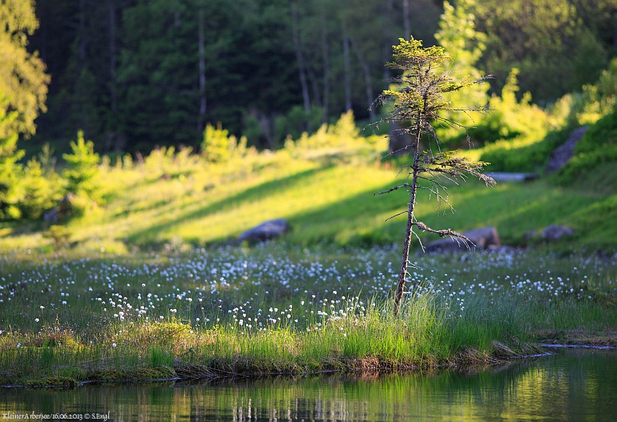 Wollgras Kleiner Arbersee