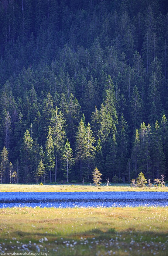 Arbersee schwimmende Inseln