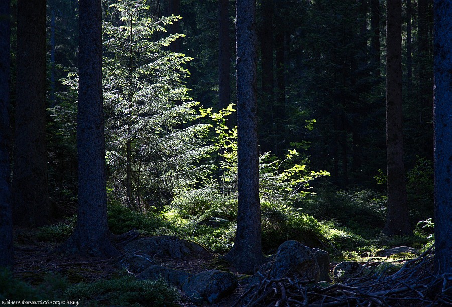 Kleiner Arbersee Wald
