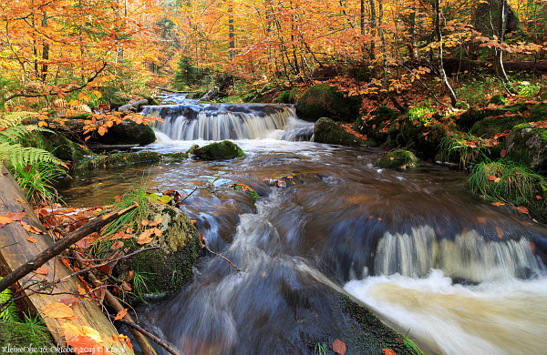 Ohe Nationalpark Bayerischer Wald